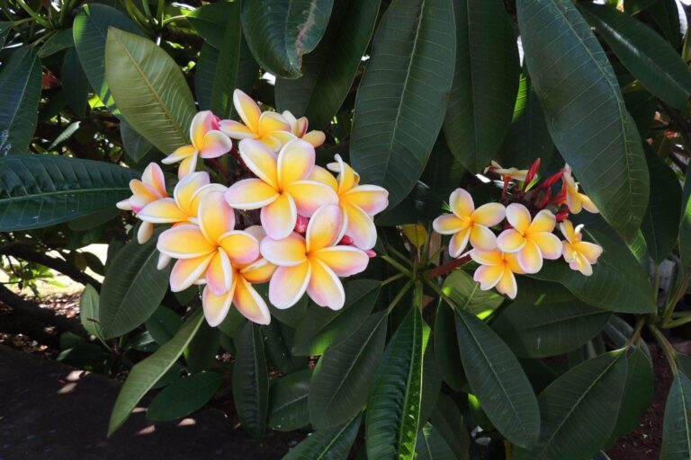 Frangipane or Plumeria, the tropical plant with an exotic scent