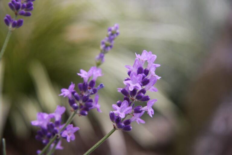 lavandula angustifolia (lavanda officinale): pianta e proprietà