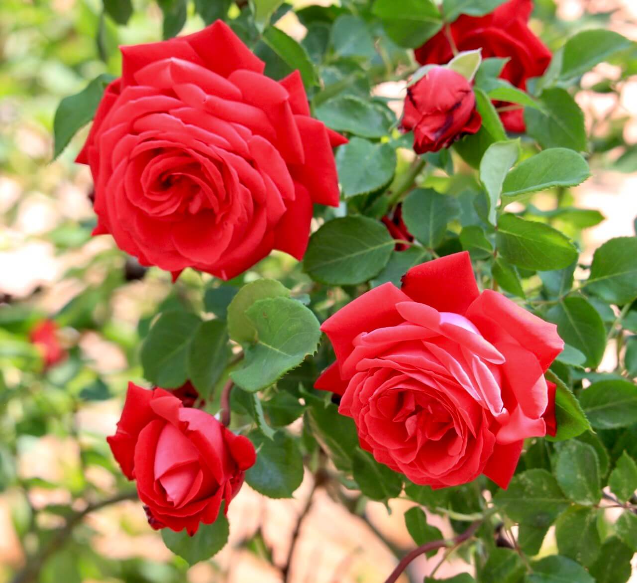 rose rosse per prodotti cosmetici e saponi profumati artigianali