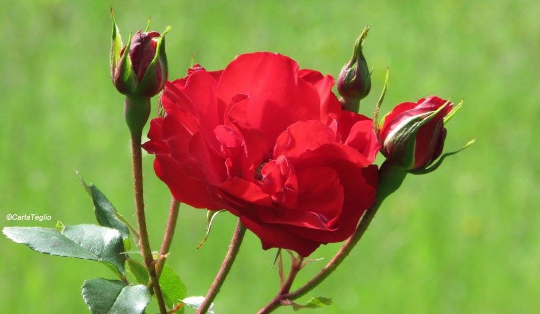 rosa rossa fragranza