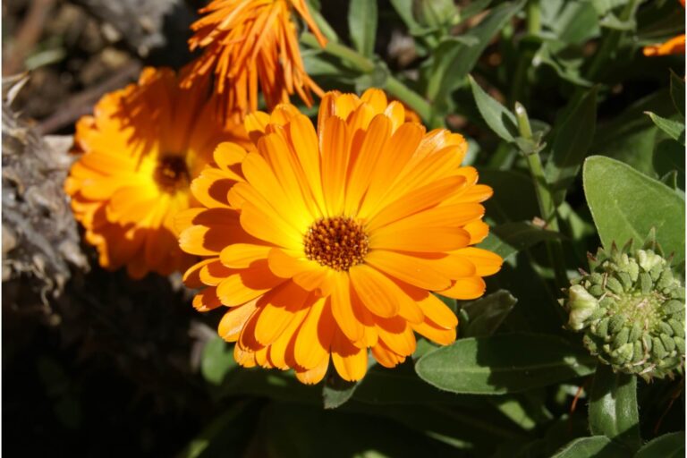 Calendula officinalis, the plant with soothing and regenerative properties
