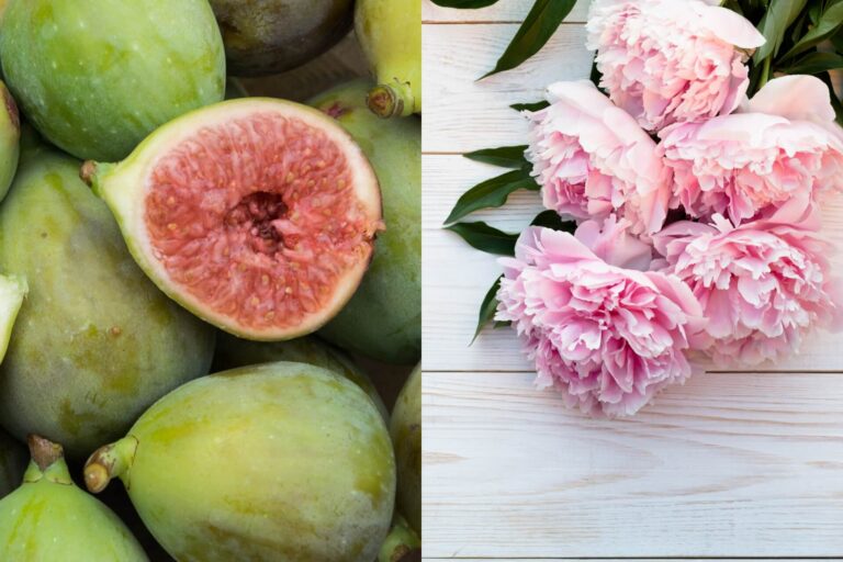 Peony and fig, the new fragrances from Alchimia Soap