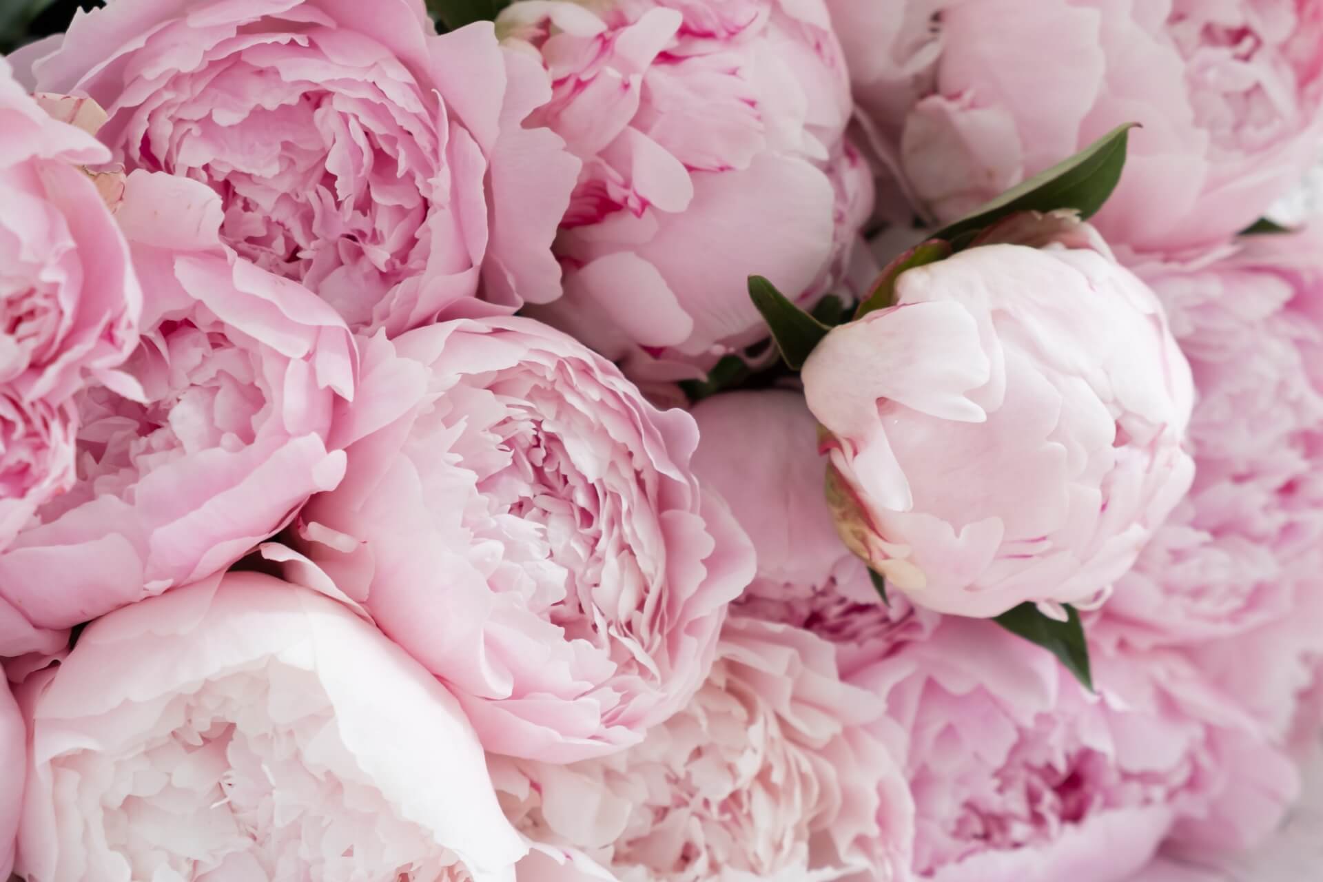 peony fragrance for soap