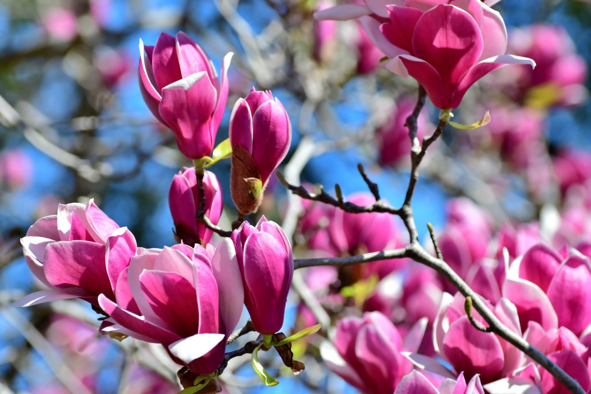 fiori di magnolia: fragranza