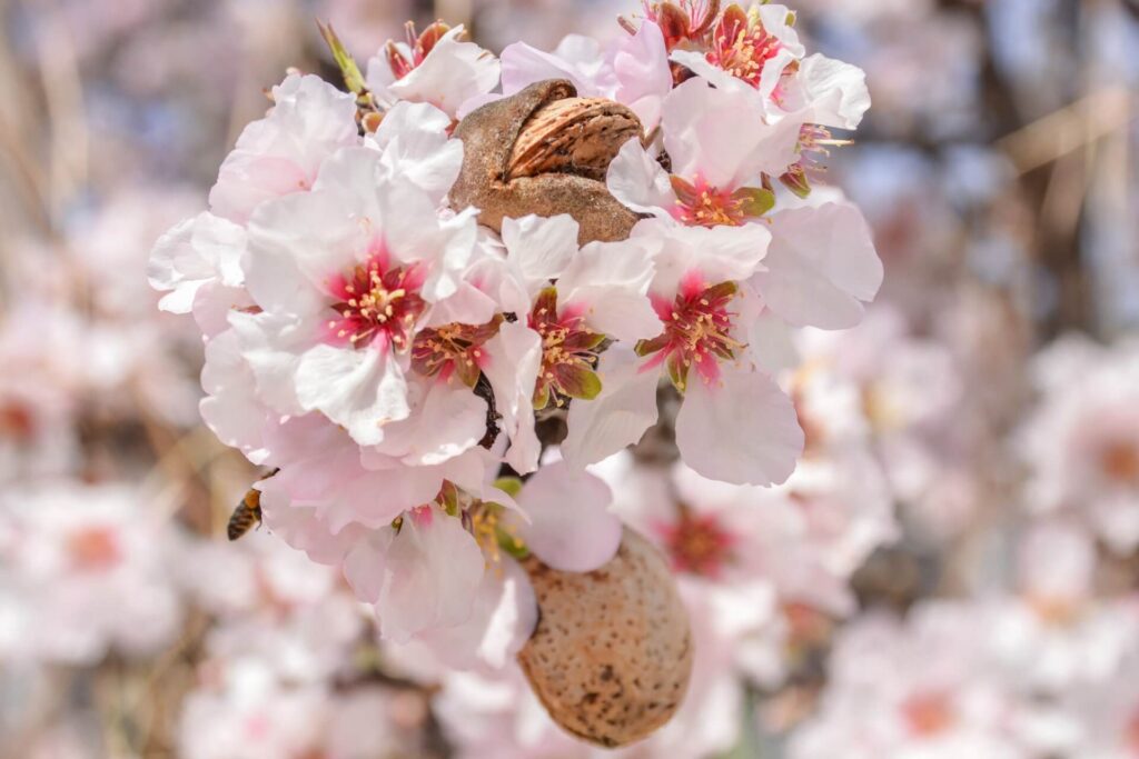 fiori di mandorle: profumo e fragranza
