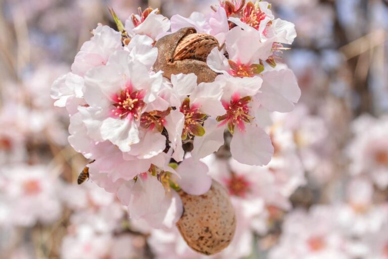 Almond soaps: natural gentleness on the skin