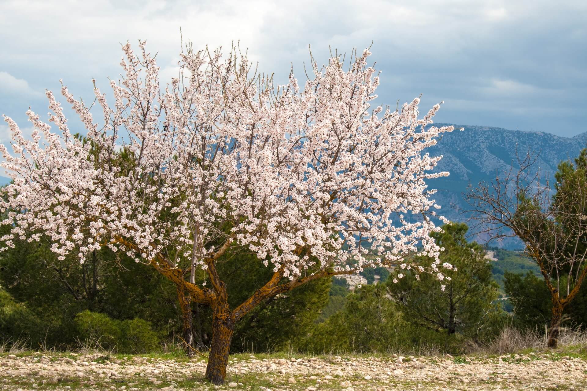 albero di mandorle in fiore