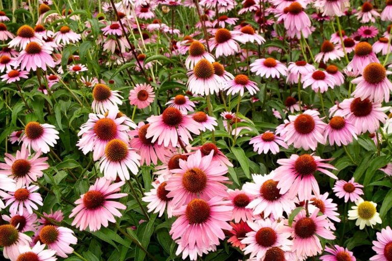 echinacea pianta per saponi