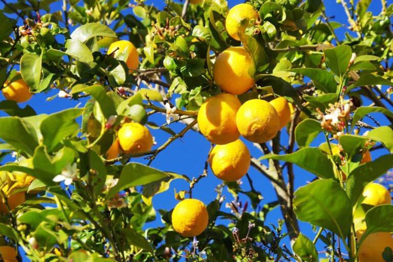 albero di limoni da cui si estrae l'essenza di limone