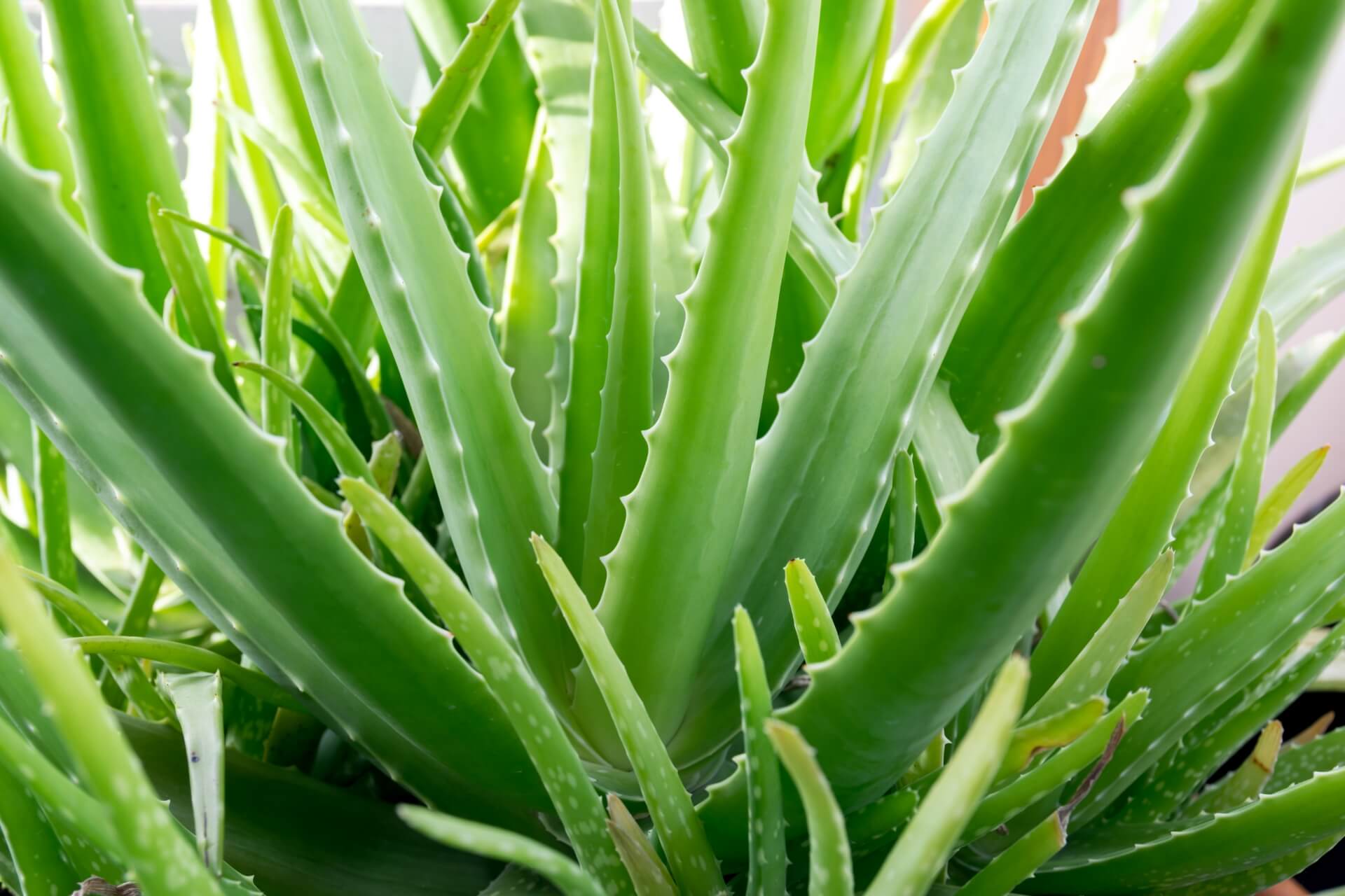 aloe vera