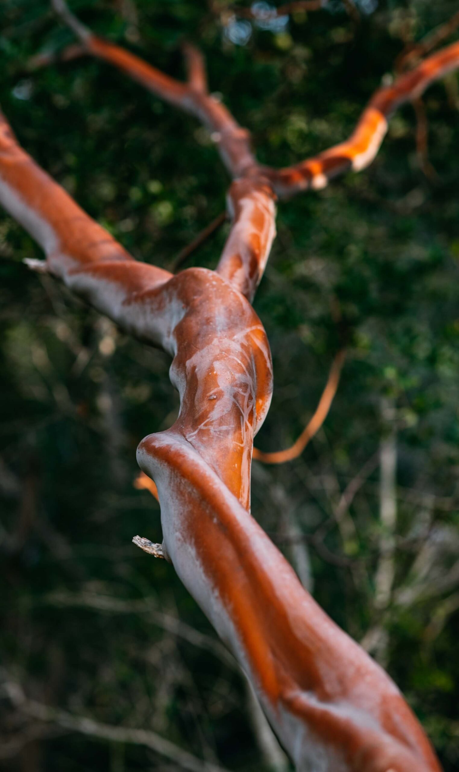 sandalwood tree