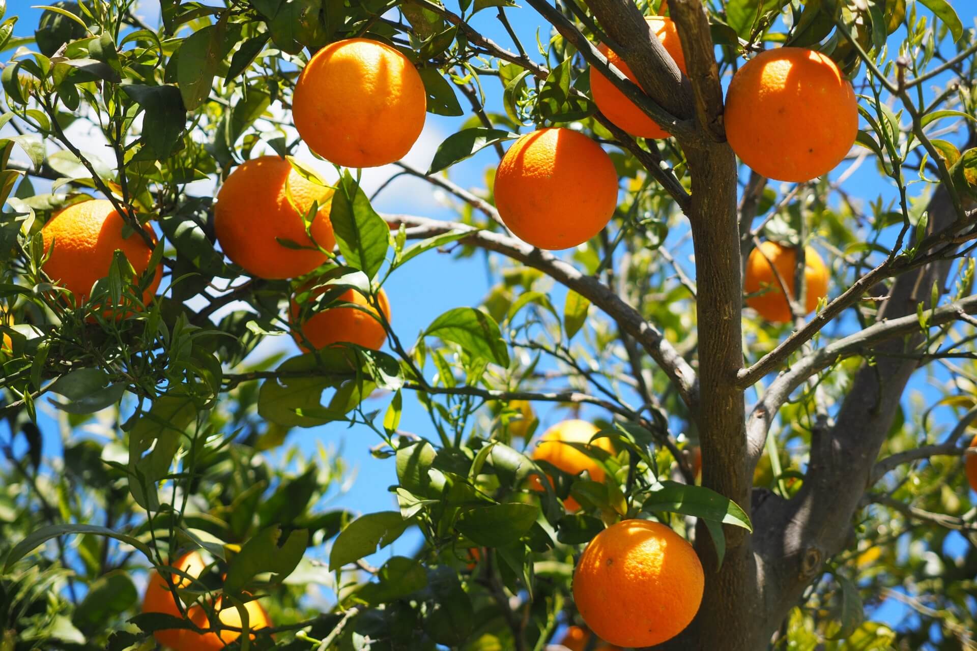 orange tree for orange soap production