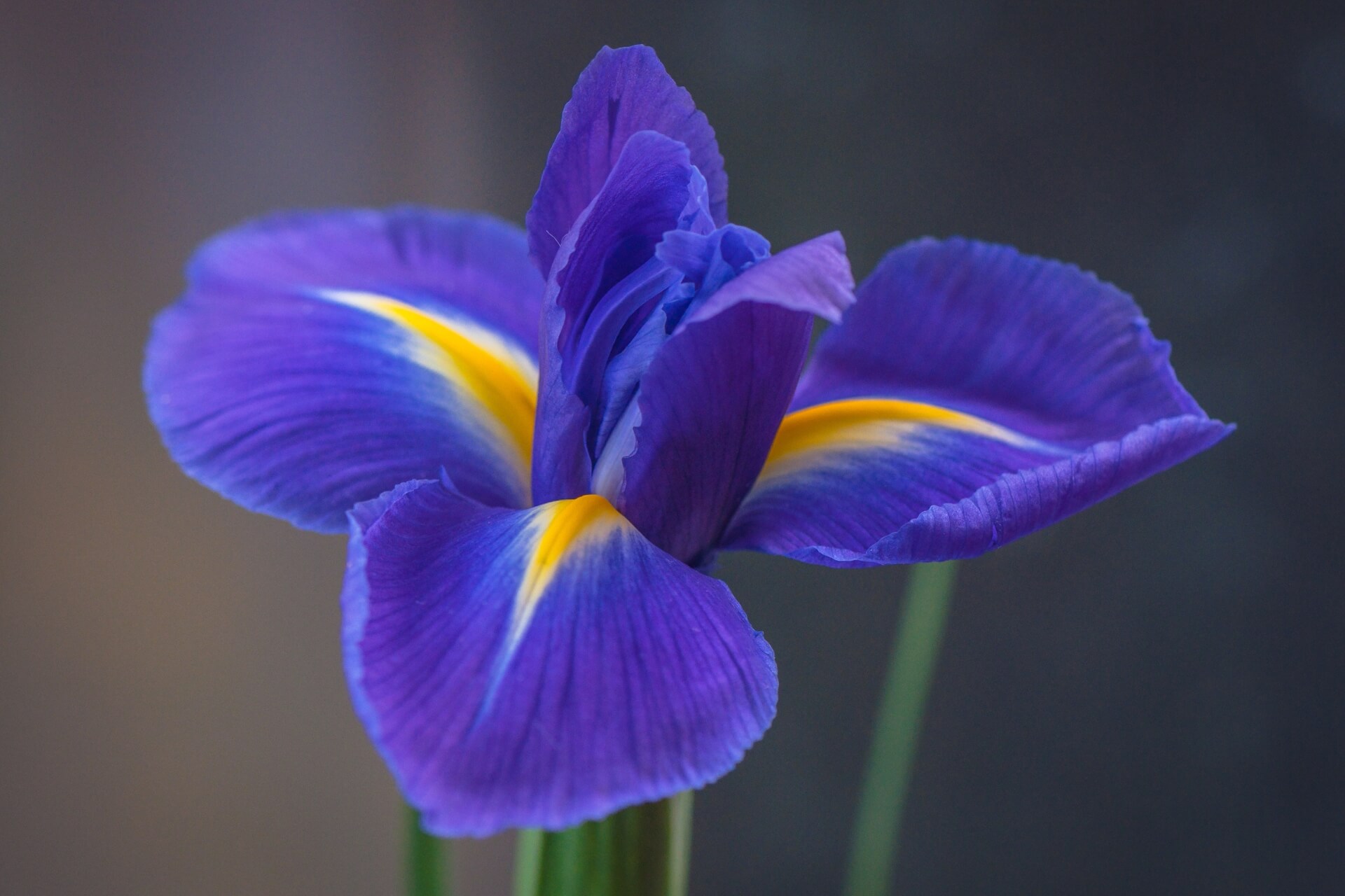 iris flower