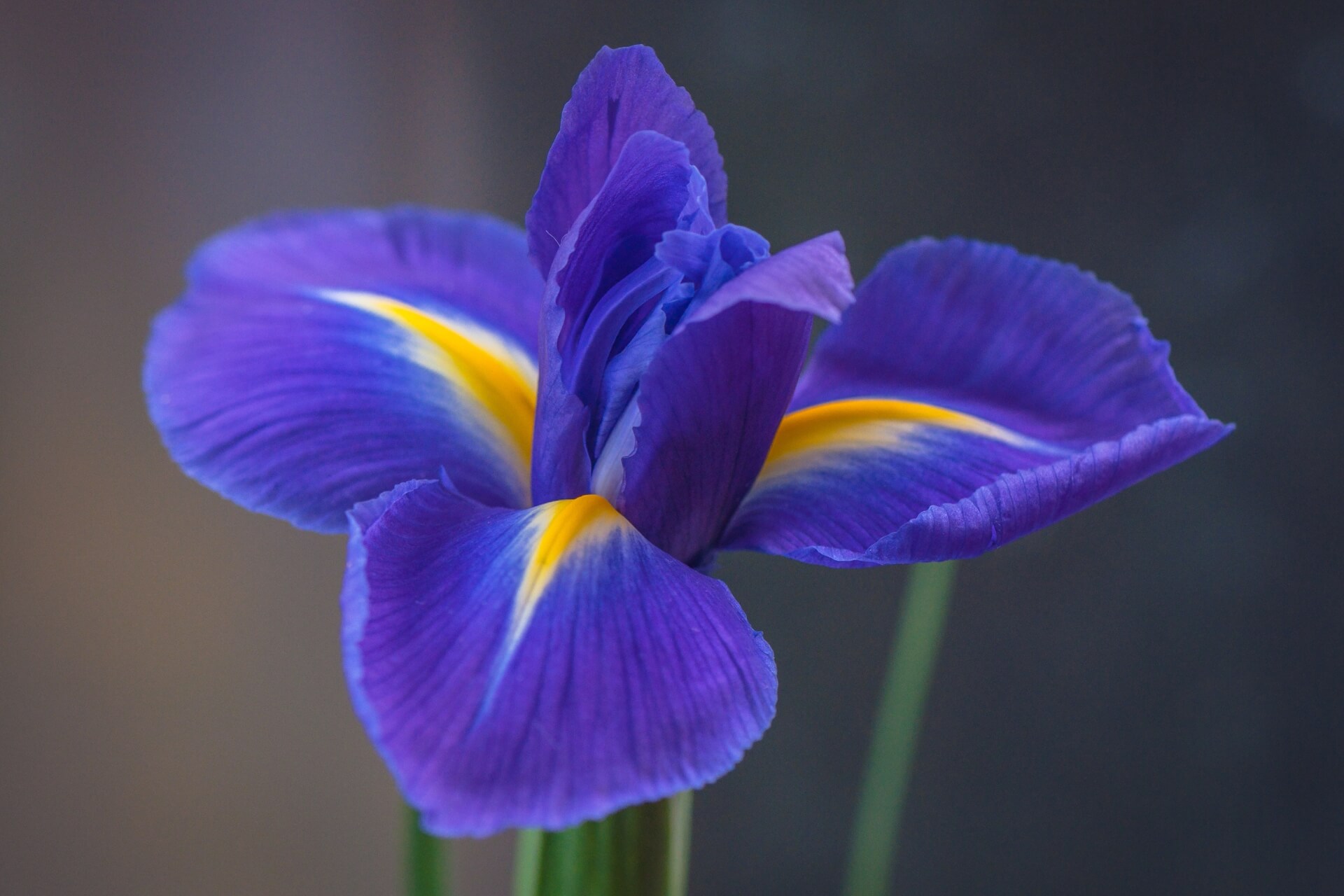 fiore di iris blu, per saponi all'iris profumati