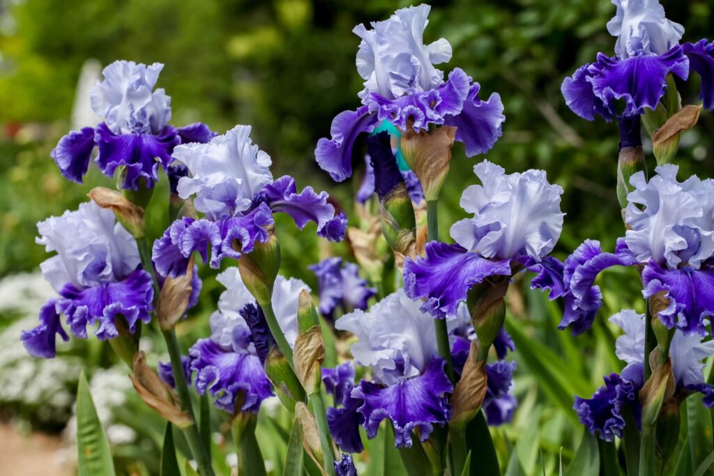 fiori di iris da cui si ricava l'olio essenziale per saponi all'iris