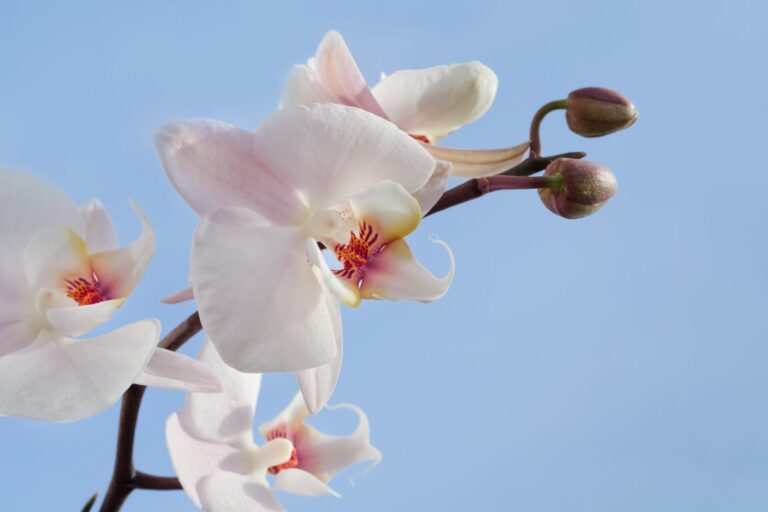 orchidea bianca, fiore per sapone all'orchidea