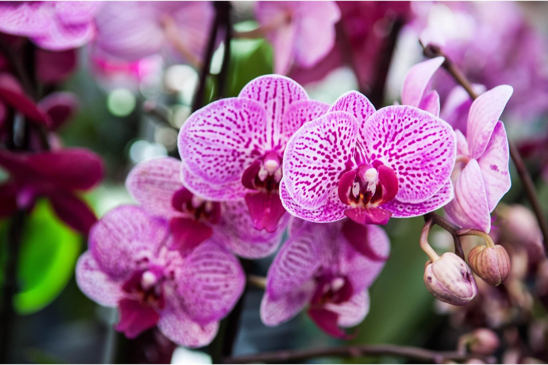 profumo e fragranza dei fiori dell'orchidea phalaenopsis
