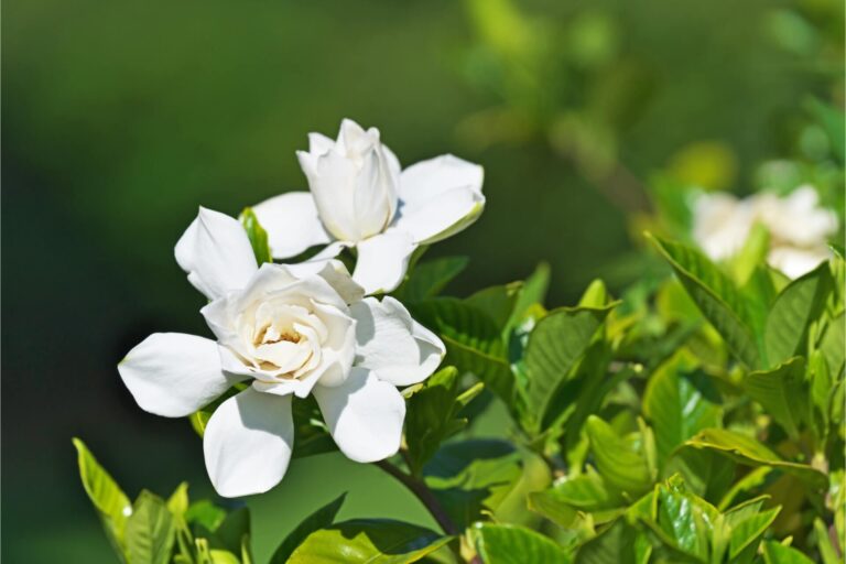 fiori bianchi di gardenia profumati su pianta di gardenia in giardino all'aperto