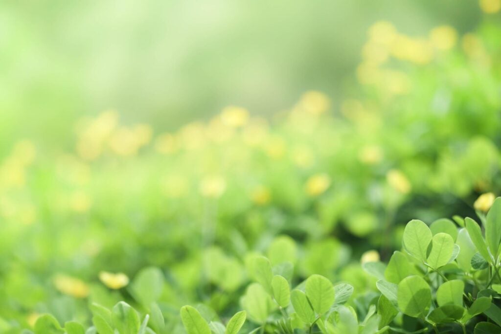Eco-friendly soaps for World Earth Day | Alchimia Soap